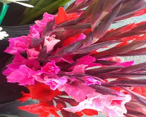 ABANICO FLORISTERíA
