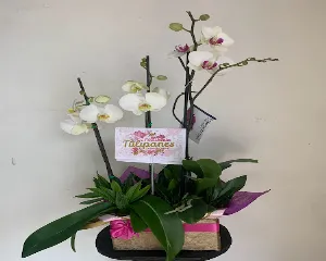 FLORISTERíA TULIPANES ARMENIA