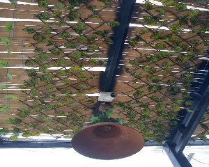 RESTAURANTE EL MONO PAISA