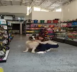 AGROQUIMBAYA PETS CLINICA VETERINARIA