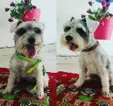 ANIMAL HOUSE VET DERMATOLOGíA Y SPA