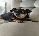 ANIMALIA VETERINARIA