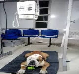 ANIMALIA