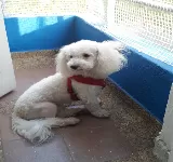 ANIMALS CENTER VETERINARIA