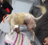 ASMEVET