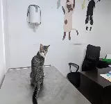 BIGOTES CLíNICA VETERINARIA