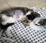 CENTRO ANIMAL JAMUNDI