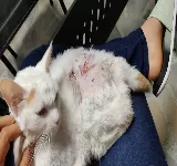 CENTRO CLINICO VETERINARIO HUELLITAS