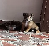 CENTRO CLíNICO VETERINARIO GOLDEN