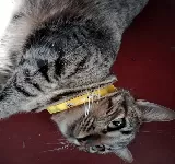 CENTRO MéDICO VETERINARIO LC