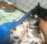 CENTRO VETERINARIO - SAN ANTONIO