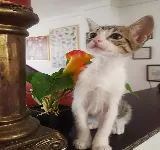 CENTRO VETERINARIO ANIMALANDIA .