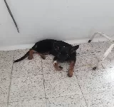 CENTRO VETERINARIO CASA DE LA MASCOTA