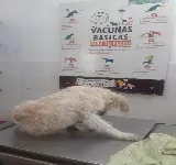 CENTRO VETERINARIO CAT'S DOG
