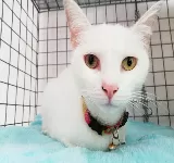 CENTRO VETERINARIO ESTACION ANIMAL Y PELUQUERIA CANINA