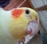 CENTRO VETERINARIO FAUNA