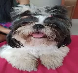 CENTRO VETERINARIO PRO ANIMALIA