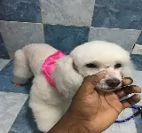 CENTRO VETERINARIO TORICES