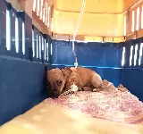 CENTRO VETERINARIO ZOOMASCOTAS YOPAL