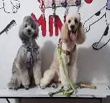 CLINICA VETERINARIA CANES