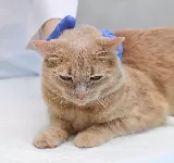 CLÍNICA VETERINARIA CRITICAL CARE