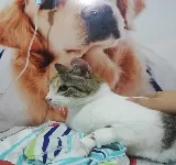 CLINICA VETERINARIA DIAGROVET