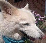 CLINICA VETERINARIA FAUNAPETS