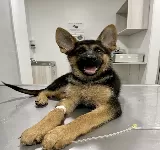 CLINICA VETERINARIA MOMO DRA ANA GERTRUDIS
