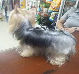 CLINICA VETERINARIA V.I.PET'S