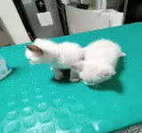 CLINICANES