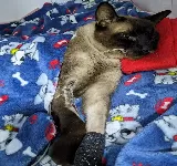 CLININICA VETERINARIA MR VET