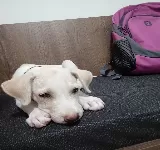 CLíNICA VETERINARIA ANIMALVET