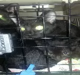 CLíNICA VETERINARIA DE PELOS