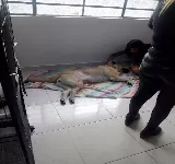 CLíNICA VETERINARIA DE PELOS