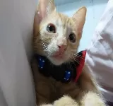 CLíNICA VETERINARIA DOCTORPETS- EMERGENCIAS (CITA PREVIA)