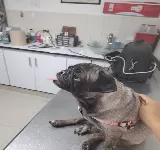 CLíNICA VETERINARIA HUELLA'S