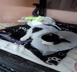 CLíNICA VETERINARIA MASCOTT