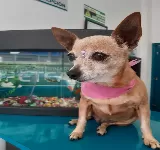 CLíNICA VETERINARIA PETCARE 24 HORAS