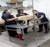 CLíNICA VETERINARIA SAN MARTíN PALMIRA