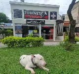 CLíNICA VETERINARIA TODOVET