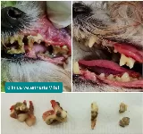 CLíNICA VETERINARIA VITAL