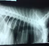 CLíNICA VETERINARIA ZOORICATOS