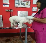 CLíNICA VETERINARIA