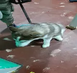 CLíNICA VETERINARIOS ESPECIALIZADOS
