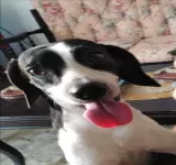 CONSULTORIO VETERINARIO HUELLAS Y COLAS