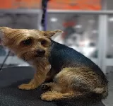 DOGTORPET CLíNICA VETERINARIA