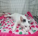 DR CORREDOR URGENCIAS VETERINARIAS