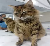DROMASCOTAS VETERINARIA
