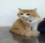 GAIA ANIMAL CARE
