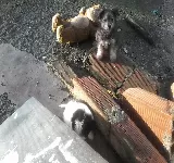 HOSPITAL DE ANIMALES ANIMALES CON COLAS ARMENIA